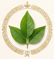 Green Leaves / Bilva